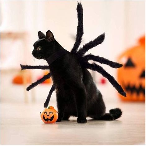 Costume d'araignée d'halloween pour Chien Chat, Costume d'halloween pour Animaux de Compagnie Décorations d'halloween, Costumes de Cosplay d'araignée réglables pour Petits Chiens et Chats Moyens (1/5)