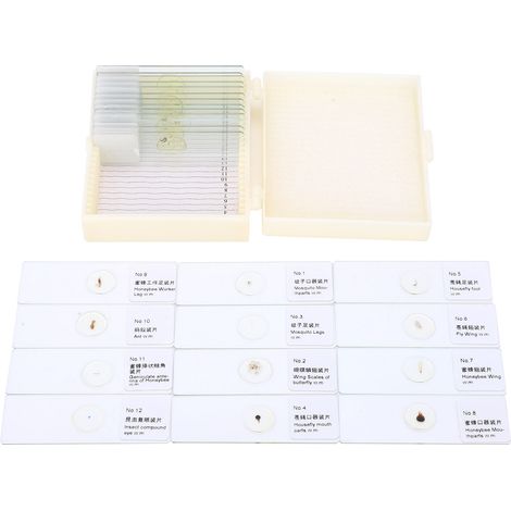 Lot de 25 lames de microscope PJH-25 pour insectes, expérience biologique, médecine et enseignement (1/5)
