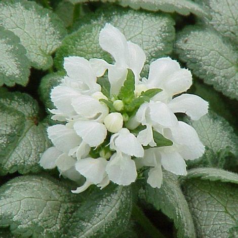 4 x Lamier tacheté  - Lamium maculatum 'White Nancy'  - godet