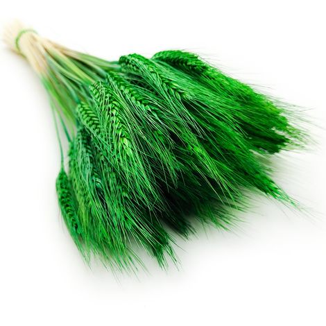 Triticale seco - Verde (1/5)