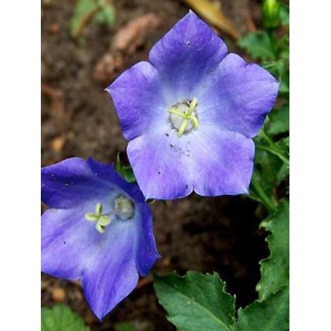 Campanule des Carpates 'Blaue Clips' le sachet de 3300 graines (0,3g) (1/2)