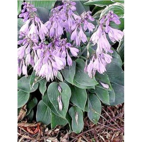 Hosta 'Blue Cadet' Godet de 8/9 cm (1/4)