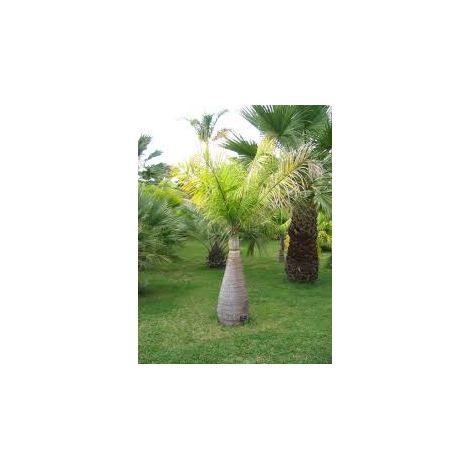 Hyophorbe lagenicaulis H 2,2 m pot 55 – Palmier bouteille ornemental
