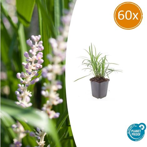 Lot de 60 Liriope muscari 'Monroe White' Couvre-sol Persistant Fleurs Blanches 10-25 cm Ø9 cm - PANGIVO (1/5)