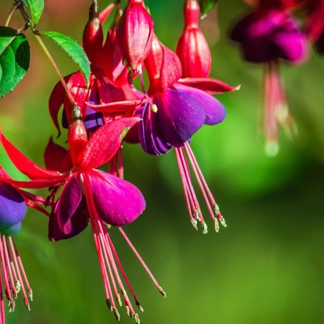 Fuchsia annuel varié/Pot de 10.5 cm