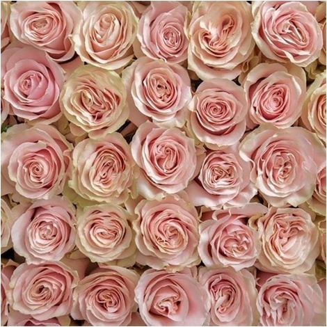 Rosas Variadas Flor Natural Ramo de 12 tallos 60cm de alto