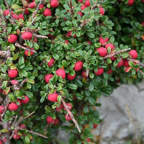 Cotonéaster à petites feuilles - 50-60 cm pot (1/4)