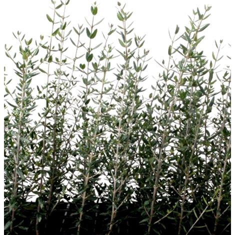 Planta Olivo Silvestre - Acebuche. Olea Europaea. 10 - 15 Cm