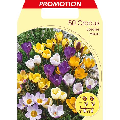 CROCUS SPECIES MIX DI COLORI (CONFEZIONE DA 50 BULBI)