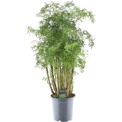 Polyscias Hawaiiana Ming - Plante d'Intérieur Aralia - Feuillage Vert Dense - 90 cm - Ø24 cm - PANGIVO (1/4)