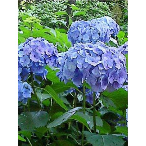 Hortensia 'Bodensee' Pot de 2L/3L (1/3)