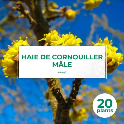 20 Cornouillers Mâle (Cornus Mas) - Haie de Cornouiller Mâle (1/2)