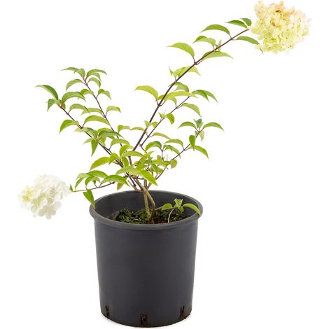 Hydrangea paniculata - Ortensia dai fiori a pannocchia - vaso 18 cm (1/3)