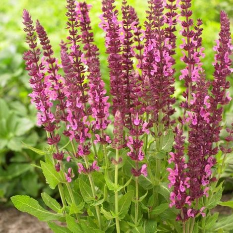 6 x Salvia nemorosa 'Sensation Deep Rose' - Sauge en pot de 9x9 cm de hauteur (0-10 cm). (1/4)