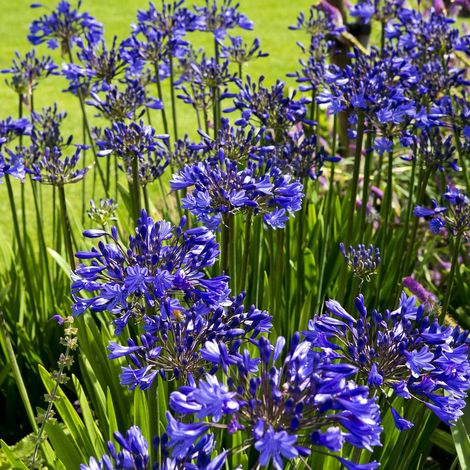 Agapanthe x Flower of Love®/Lot de 3 godets