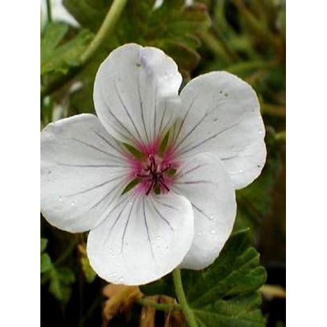 Géranium vivace 'Combland White' Godet de 8/9 cm