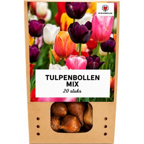 Mélange de 20 Bulbes de Tulipes Multicolores - Floraison Printanière - Calibre 11/12 - PANGIVO (1/5)
