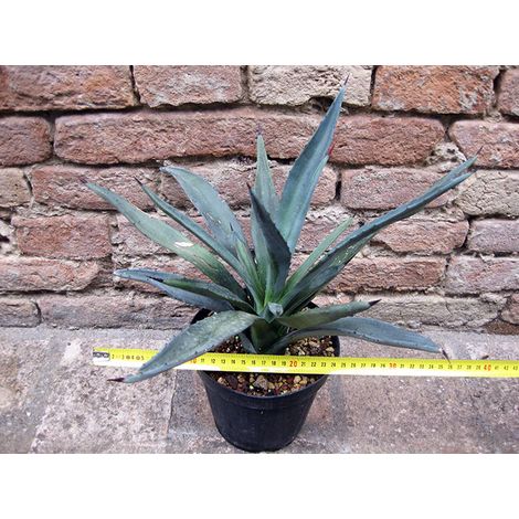 Agave macroacantha 40 cm, cactus, pianta grassa