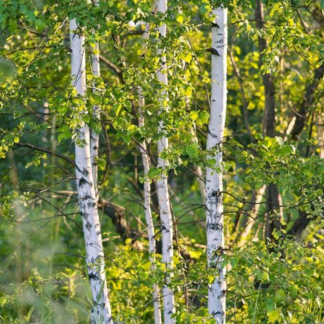 Bouleau verruqueux, Bouleau pleureur, Betula/Pot de 5L (1/2)