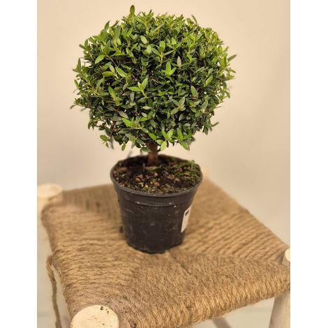 Myrtus communis - Myrte commun - bulbe sur tige - pot de 12 cm - hauteur de la plante : 30 cm - Plantes par Suus (1/5)