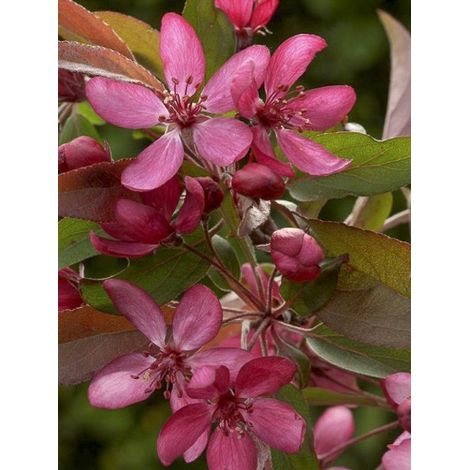 Pommier d'ornement 'Diable Rouge' Pot de 12L/15L (1/4)