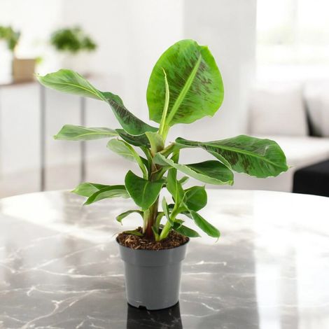 Gardenaria Musa tropicana - Pianta da interno ornamentale - Altezza: 50 cm (vaso 17) (1/4)