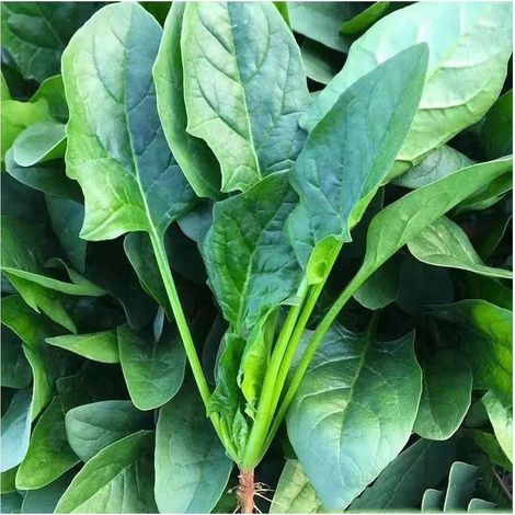 Épinard (Spinacia oleracea) – 100 graines – Légume feuille – Semis facile – Pour jardin potager (1/5)
