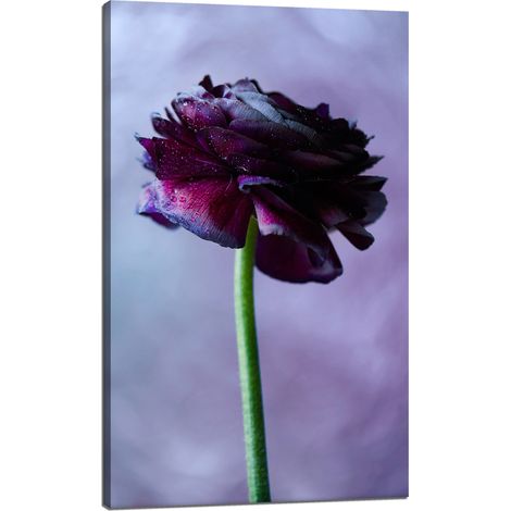 Leinwanddruck Botanik Lila Blume 60x100