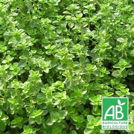 Thym tabor BIO/Godet