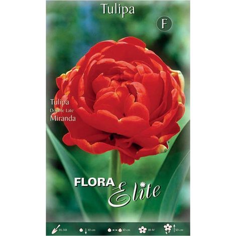Bulbi di Tulipano Double Late Miranda (CONFEZIONE DA 7 BULBI)