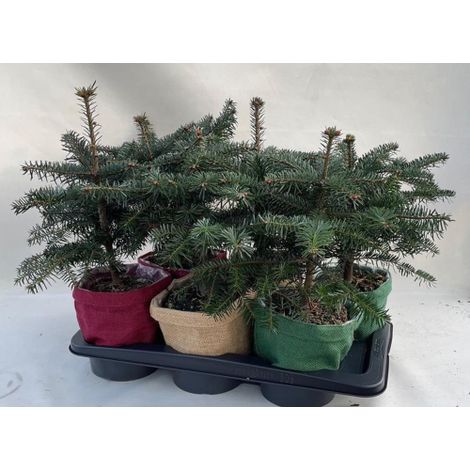 Abete del Caucaso "Abies nordmanniana" pianta in vaso 9x9 cm