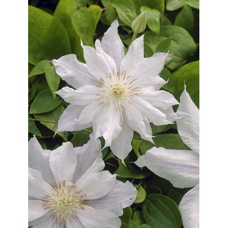 Clématite 'Alba' Pot de 2L/3L
