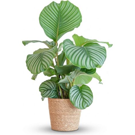 Calathea Orbifolia Plante d'Intérieur Dépolluante avec Panier en Jonc de Mer Naturel 65 cm Ø21 cm - PANGIVO (1/4)