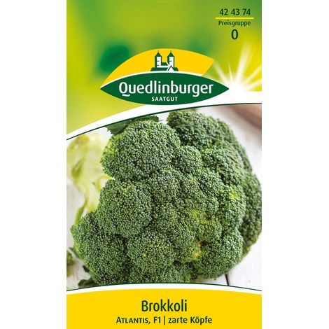 Quedlinburger Saatgut – Brocoli Atlantis F1 – Graines de légumes, hybride à pommes vertes, hauteur env. 50 cm (1/2)