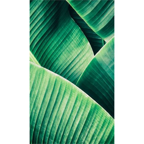 Panneau mural douche en alu-composite VIPANEL - Inspiration Nature Décor Feuille Tropicale - Finition Brillant - 150x255cm (1/5)