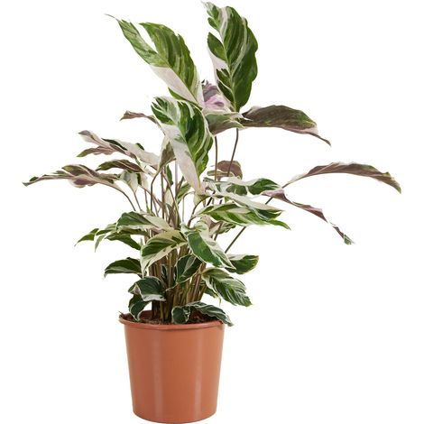 Bloomique - Calathea White Fusion - Plante paon - Plantes d'intérieur - Purifiant l'air - Facile d'entretien - Hauteur 60-80 cm - Pot 17 cm (1/5)