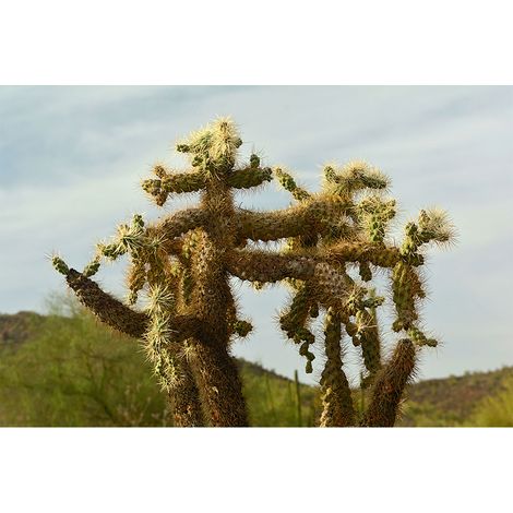 Papier peint panoramique original idéal pour bureau Tapisserie panoramique nature pour chambre adulte Papier peint panoramique motif cactus (1/2)