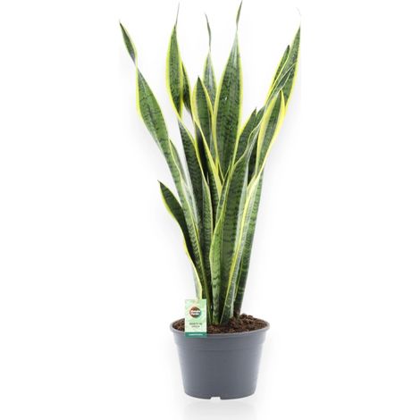 Gardenaria Sansevieria trifasciata 'Laurentii' - Pianta da interno ornamentale - Altezza: 60 cm (vaso 14) (1/5)