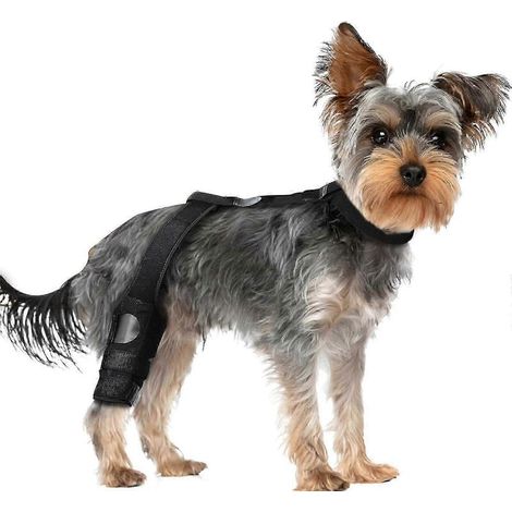 Fianchi del cane, del legamento crociato posteriore, per risvegliare la cura del ginocchio (1/5)