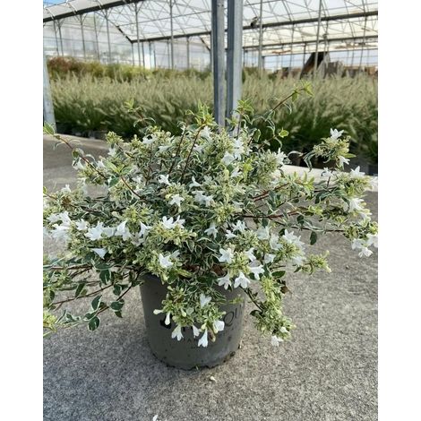Gardenaria Abelia grandiflora 'Sparkling Silver' - Arbusto ornamentale da giardino - Altezza: 30/35 cm (vaso19) (1/5)