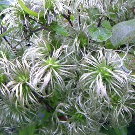 Clématite integrifolia Fascination®/Pot de 3L - Echelle bambou 60/120 cm (1/5)