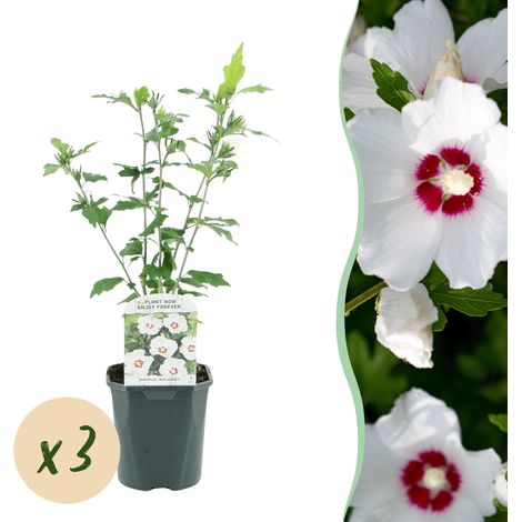 Hibiscus syriacus Red Heart Lot de 3 Althéas de Jardin Fleurs Blanches Cœur Rouge Pot 17cm H45cm - PANGIVO (1/5)
