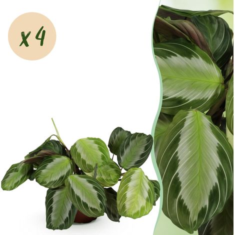 Lot de 4 Maranta Fascinator Silverband - Plante de Prière - Amie des Animaux - Vert - 30-35 cm - PANGIVO (1/5)
