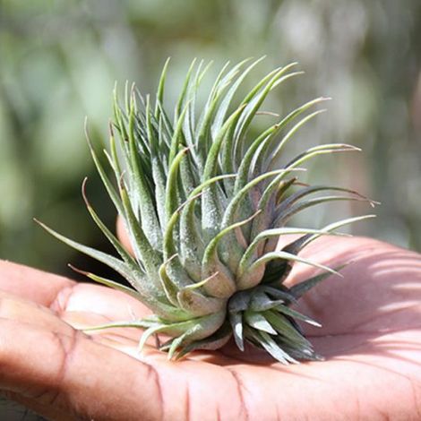1 PIANTA DI TILLANDSIA ASSORTITA 6CM