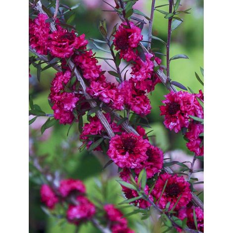 Manuka, Arbre à thé, Myrthe des mers du sud 'Red damask' Pot de 3L/4L (1/2)