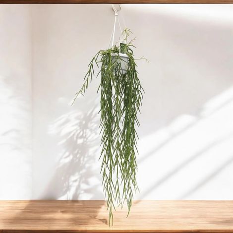Gardenaria Hoya linearis - Pianta da interno ornamentale - Altezza: 40 cm (vaso 12) (1/5)