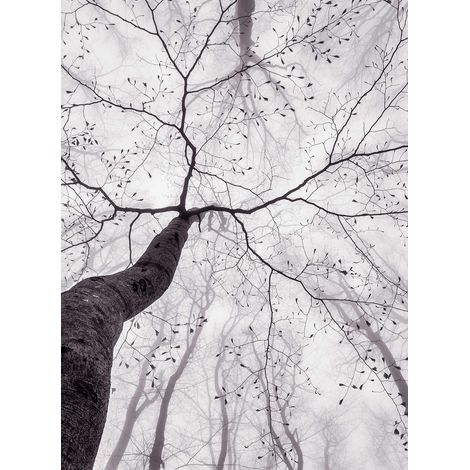 Papier peint panoramique motif arbre et feuilles | Tapisserie panoramique nature pour salle de bain | Papier peint panoramique noir et blanc  - 192 X 260 cm (4 pièces) (1/2)