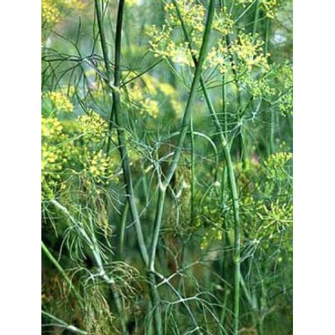 Aneth, Fenouil bâtard le sachet de 400 graines (1g)