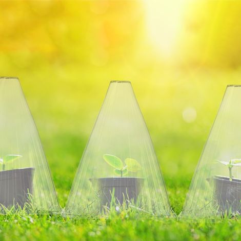 Transparent plant protection cones set of 80