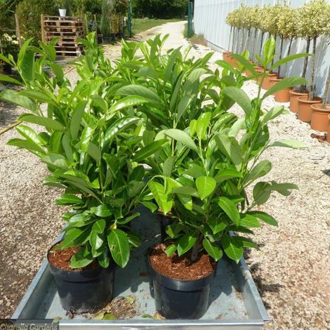 Lauroceraso "Prunus laurocerasus" 24 piante da siepe in vaso da 2 litri h. 60/100 cm